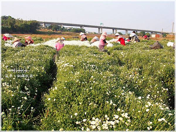 銅鑼杭菊