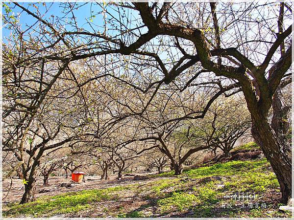 水里土場賞梅