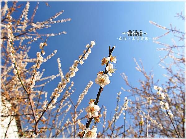 水里土場賞梅