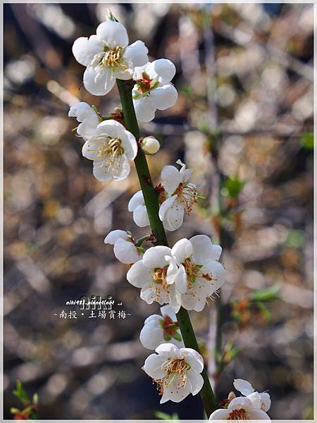 水里土場賞梅