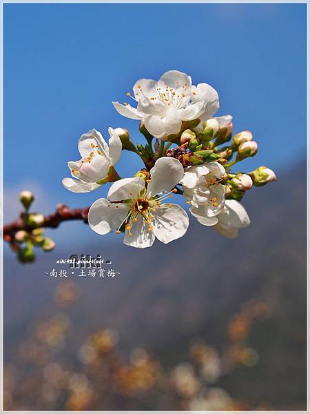 水里土場賞梅