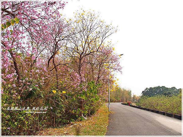 鳳山水庫_風鈴花