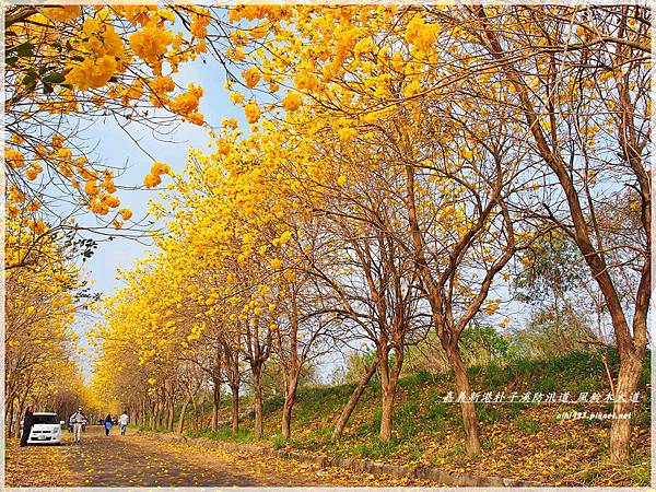 新港朴子溪防汛道.黃風鈴木
