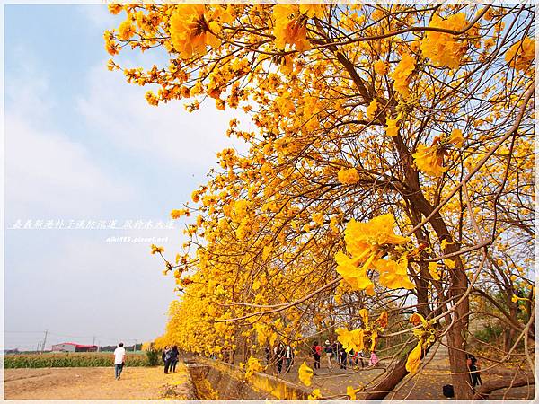 新港朴子溪防汛道.黃風鈴木