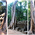 塔普倫寺Ta Prohm