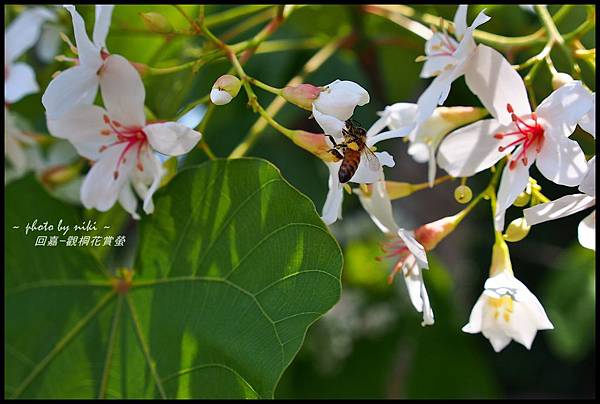 園林仔桐花