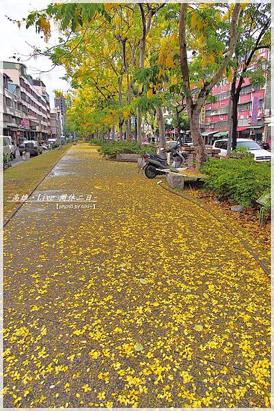 高雄阿勃勒花季