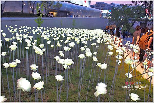 東大門LED玫瑰庭園展