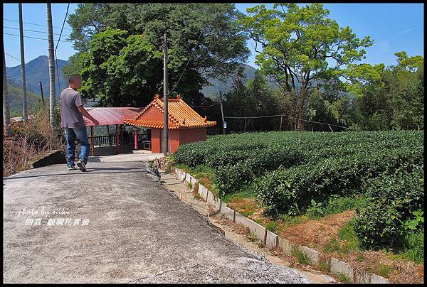 青年嶺&太和村茶園