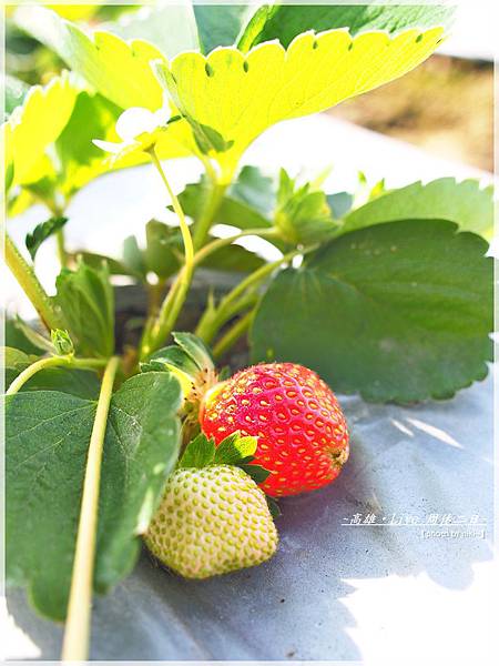 松田觀光菓園