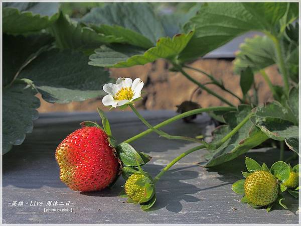 松田觀光菓園