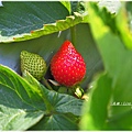 松田觀光菓園