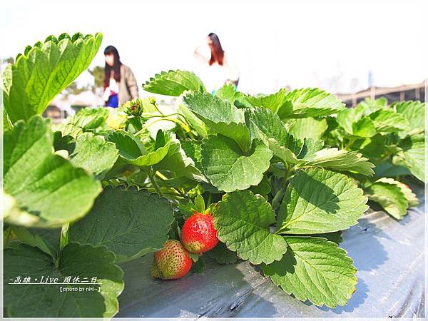 松田觀光菓園