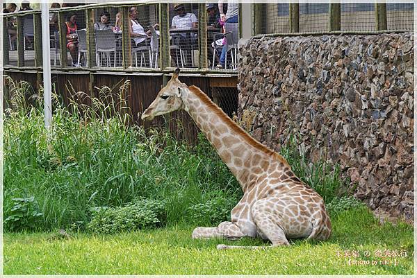獅子園 Lion and Safari Park