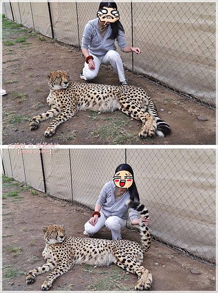 獅子園 Lion and Safari Park