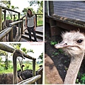 獅子園 Lion and Safari Park