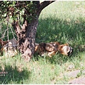 獅子園 Lion and Safari Park
