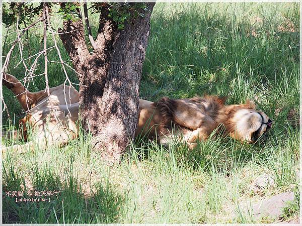 獅子園 Lion and Safari Park