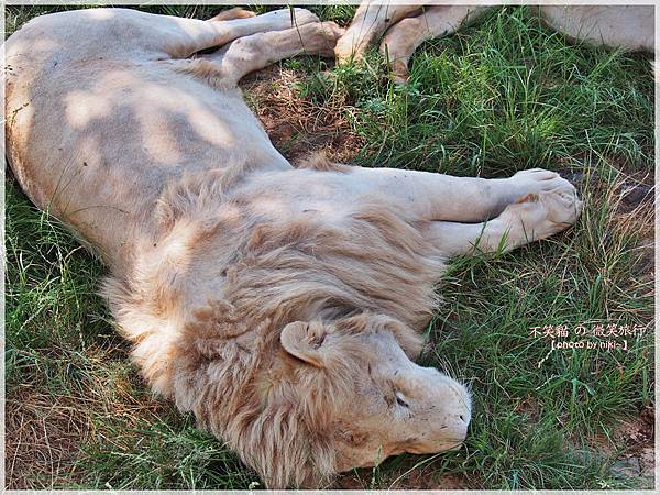 獅子園 Lion and Safari Park