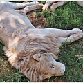 獅子園 Lion and Safari Park