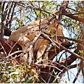 獅子園 Lion and Safari Park