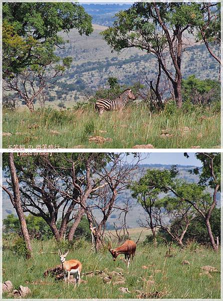 獅子園 Lion and Safari Park