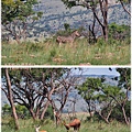 獅子園 Lion and Safari Park