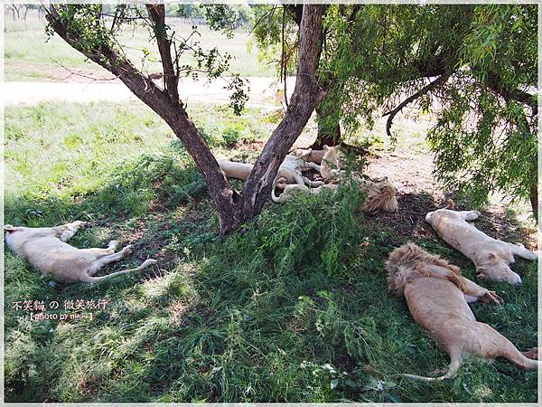 獅子園 Lion and Safari Park