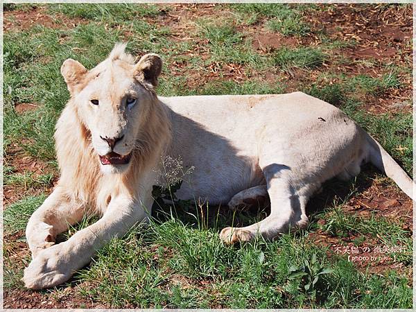 獅子園 Lion and Safari Park