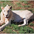 獅子園 Lion and Safari Park