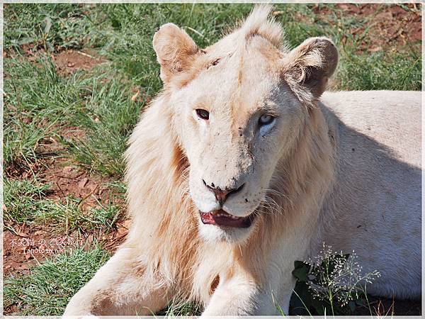 獅子園 Lion and Safari Park