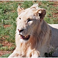 獅子園 Lion and Safari Park