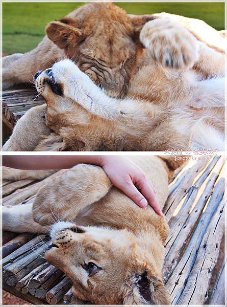 獅子園 Lion and Safari Park