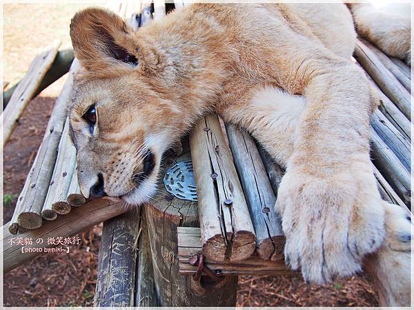 獅子園 Lion and Safari Park