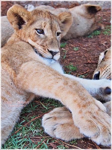 獅子園 Lion and Safari Park