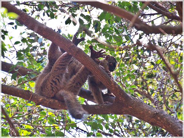 monkey sanctuary猴子保護園區