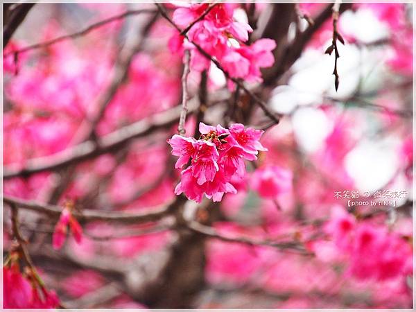 霧台櫻花王