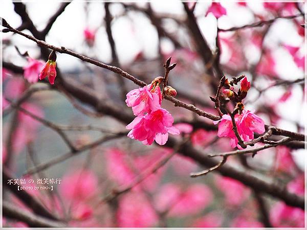 霧台櫻花王