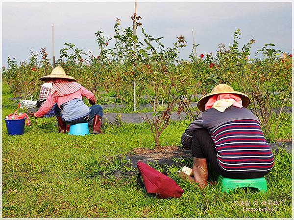 大花有機玫瑰農場