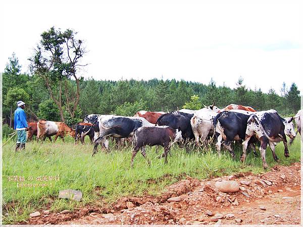 Sabie_Horseshoe trout and about