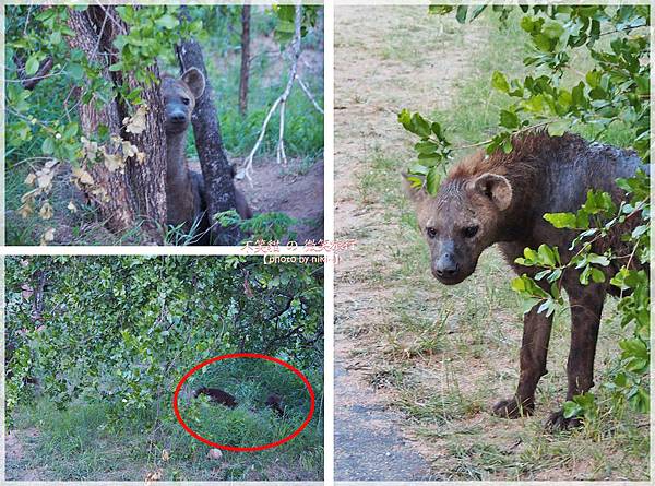 克魯格爾國家公園 Kruger National Park