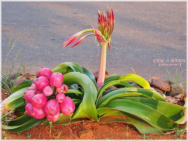 克魯格爾國家公園 Kruger National Park