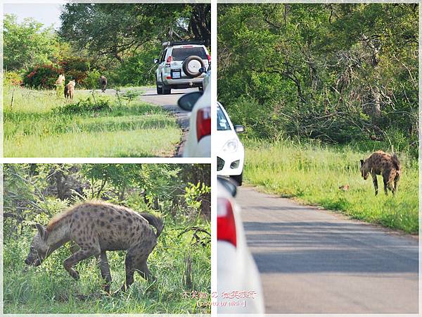 克魯格爾國家公園 Kruger National Park