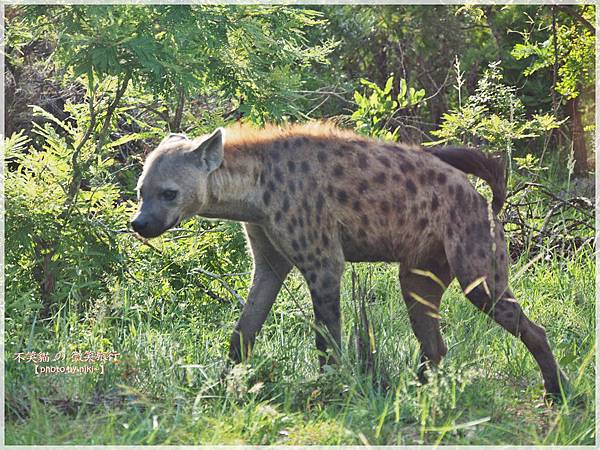 克魯格爾國家公園 Kruger National Park