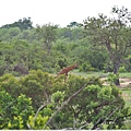 克魯格爾國家公園 Kruger National Park