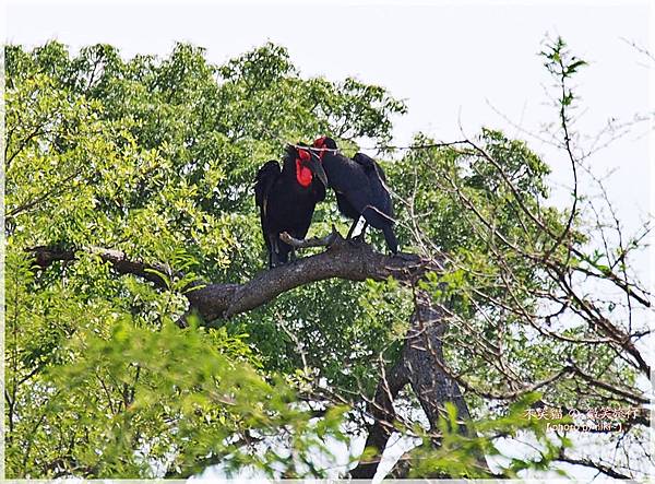 克魯格爾國家公園 Kruger National Park