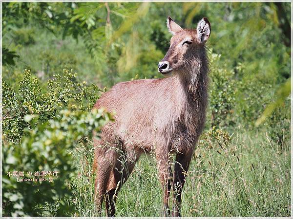 克魯格爾國家公園 Kruger National Park