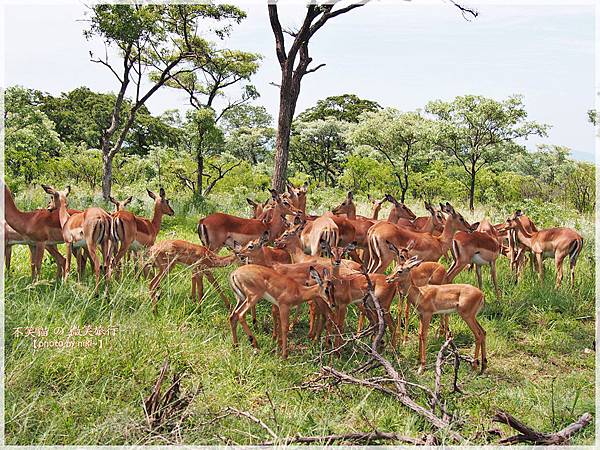 克魯格爾國家公園 Kruger National Park