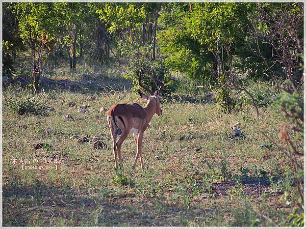 克魯格爾國家公園 Kruger National Park