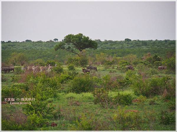 克魯格爾國家公園 Kruger National Park